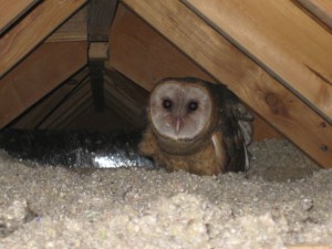 baby owls in the attic