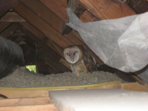 barn owl in the attic