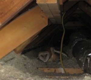 another barn owl in the attic