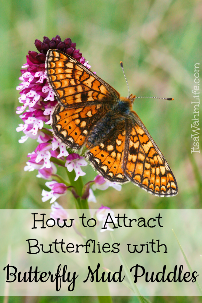 Attract butterflies with butterfly mud puddles. Itsawahmlife.com