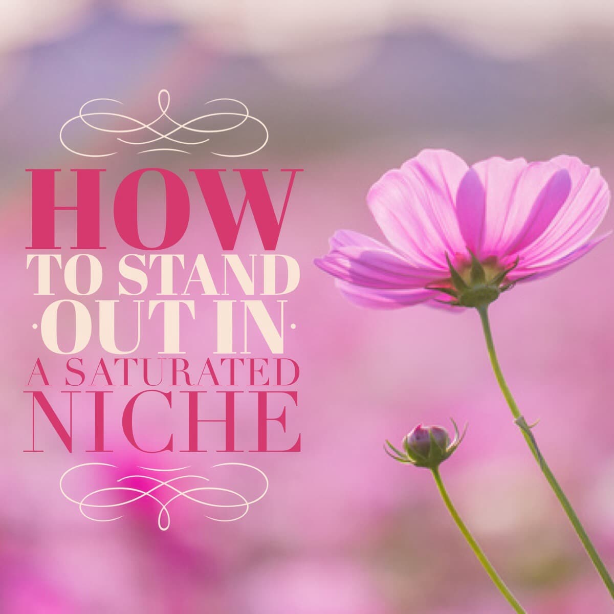 how to stand out in a saturated niche