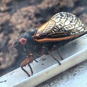 17 year cicadas come to kansas